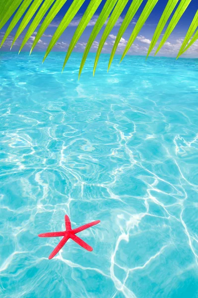 stock image Starfish as summer symbol in tropical beach