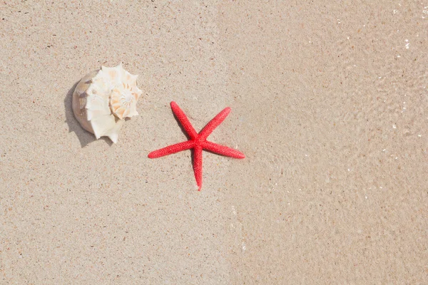 貝殻およびヒトデ白い砂のビーチで — ストック写真
