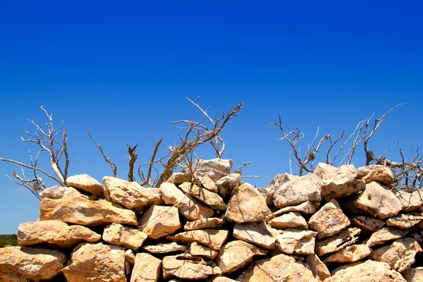 Branches sèches méditerranéennes et mur de maçonnerie — Photo