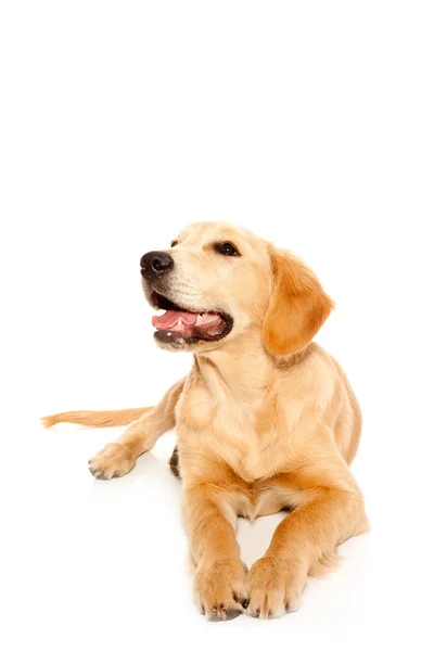 Golden retriever szczeniak pies rasowe — Zdjęcie stockowe