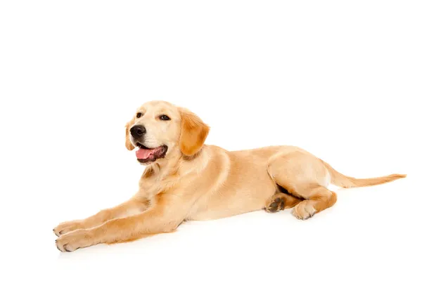 Golden retriever pup rasechte hond — Stockfoto