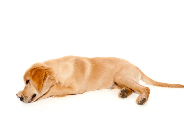 Golden retriever pup rasechte hond — Stockfoto
