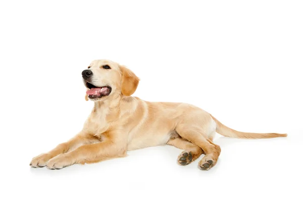 Gouden retriever hond puppy geïsoleerd op wit — Stockfoto