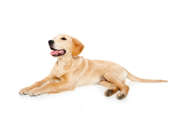 Χρυσόs retriever σκύλου κουτάβι που απομονώνονται σε λευκό — Φωτογραφία Αρχείου