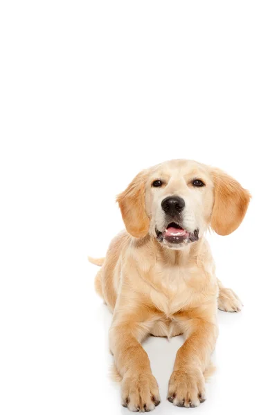 Golden retriever dog puppy isolated on white — Stock Photo, Image