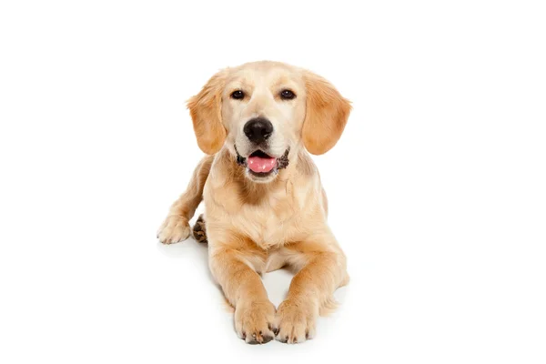 Golden retriever cane cucciolo isolato su bianco — Foto Stock
