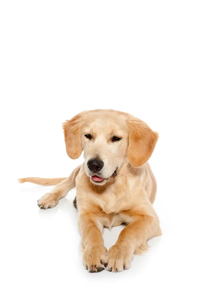Golden retriever cane cucciolo isolato su bianco — Foto Stock