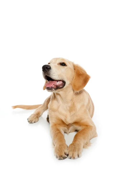 Golden retriever cachorro cão isolado no branco — Fotografia de Stock