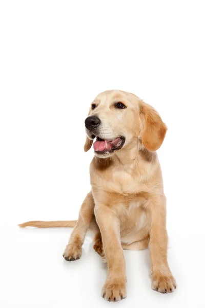 Złoty pies myśliwski pies szczenię na białym tle — Zdjęcie stockowe
