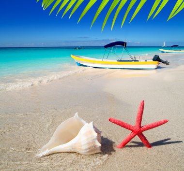 Beach starfish and seashell on white sand clipart