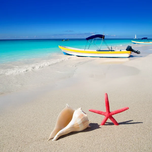 Plaży rozgwiazdy i muszla na białym piaskiem — Zdjęcie stockowe