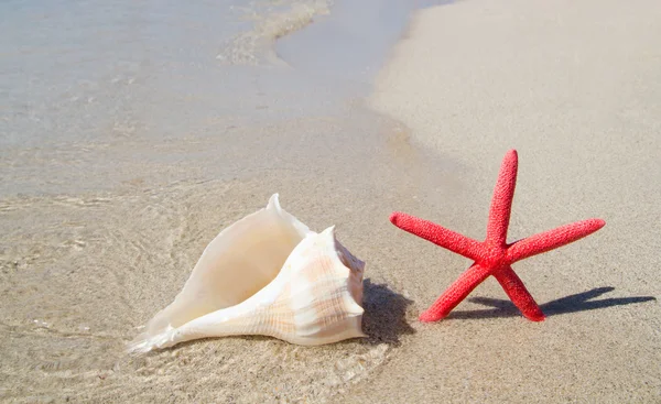 Estrella de mar y concha sobre arena blanca —  Fotos de Stock
