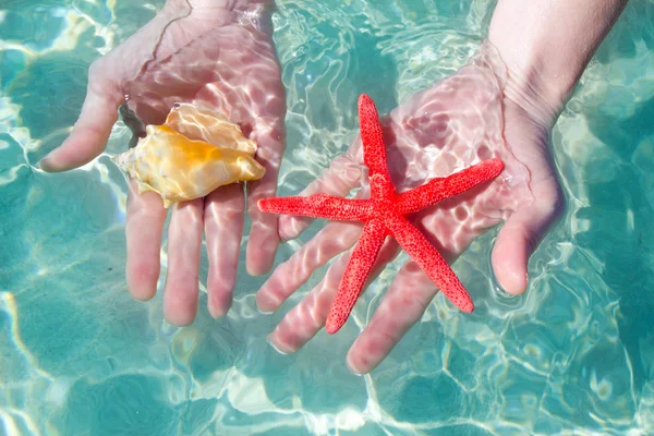 Mani stelle marine e conchiglie in acqua tropicale — Foto Stock