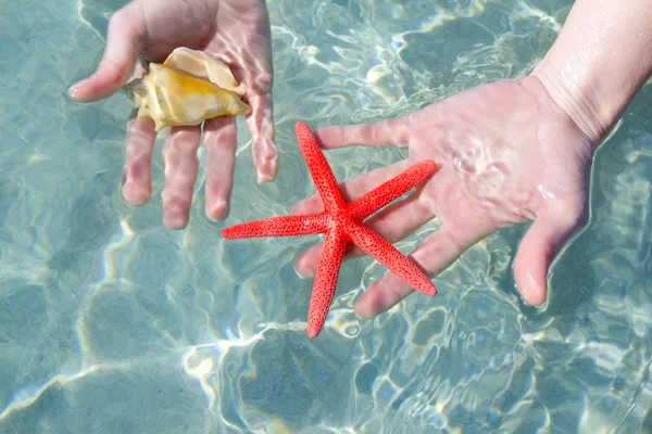 Manos estrella de mar y concha marina en el agua tropical —  Fotos de Stock
