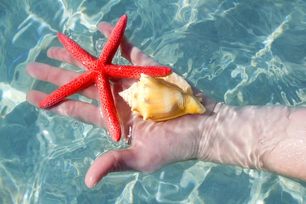 Hand holding starfish and seashell in tropical water — Stock Photo, Image