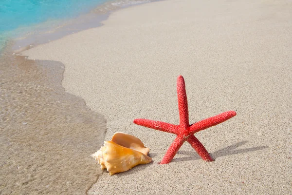 ビーチ ヒトデと貝殻の白い砂の上 — ストック写真