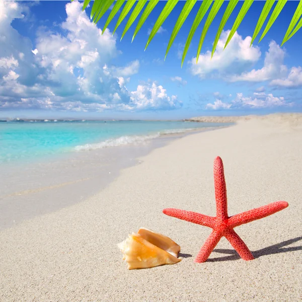 Beach starfish and seashell on white sand — Stock Photo, Image