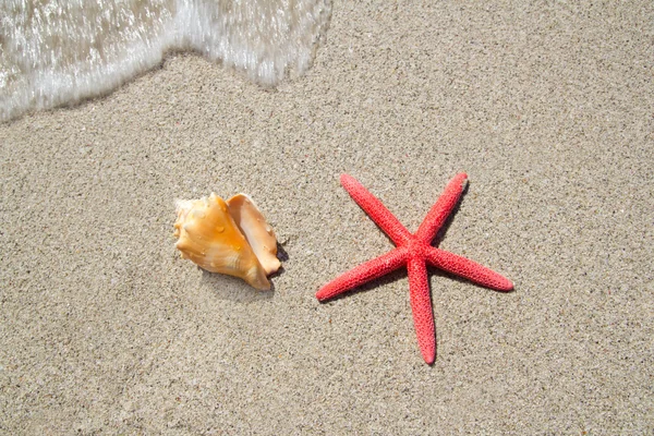 ビーチ ヒトデと貝殻の白い砂の上 — ストック写真