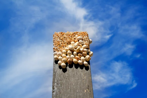Muitos caracóis no topo de uma madeira preta — Fotografia de Stock