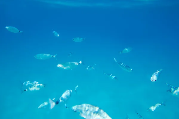 Escuela de peces besugo ensillado bajo el agua —  Fotos de Stock