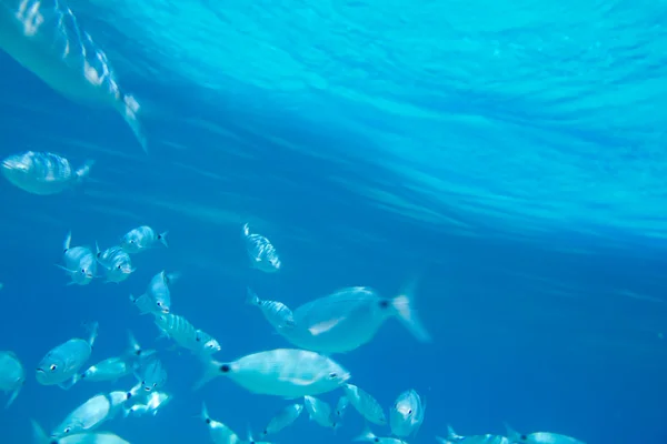 Escuela de peces besugo ensillado bajo el agua — Foto de Stock
