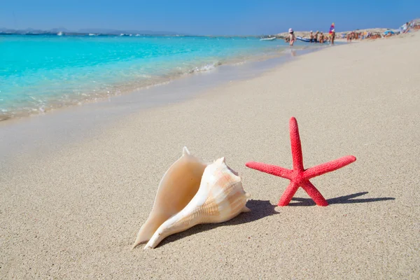 Plaj deniz yıldızı ve beyaz kum üzerinde deniz kabuğu — Stok fotoğraf