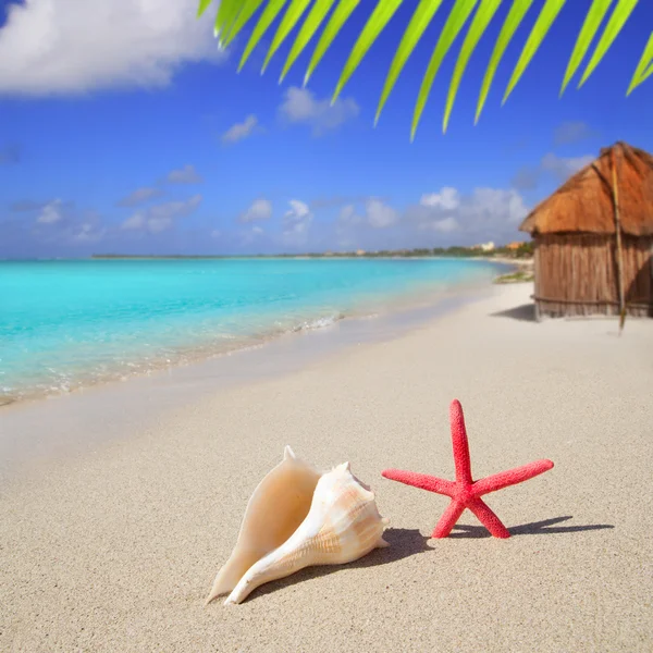 Морская звезда и ракушка на белом песке — стоковое фото