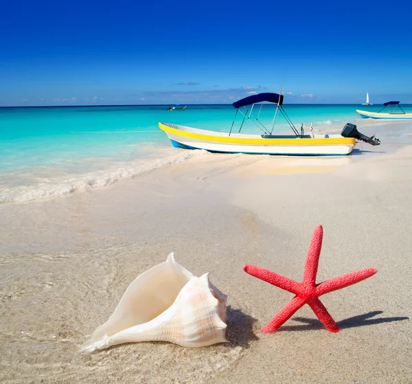 Strand zeester en zeeschelp op witte zand — Stockfoto