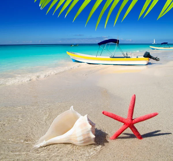 Морская звезда и ракушка на белом песке — стоковое фото