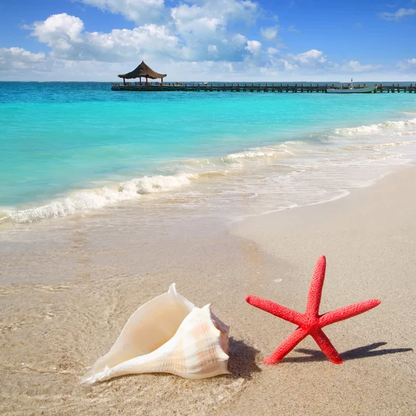 Praia estrela do mar e concha na areia branca — Fotografia de Stock