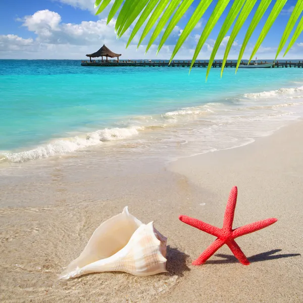 Beach starfish and seashell on white sand — Stock Photo, Image