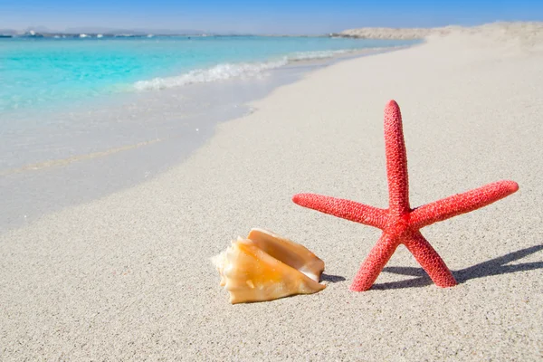 Plaj deniz yıldızı ve beyaz kum üzerinde deniz kabuğu — Stok fotoğraf