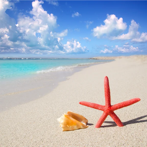 沙滩海星和白色的沙滩上的贝壳 — 图库照片