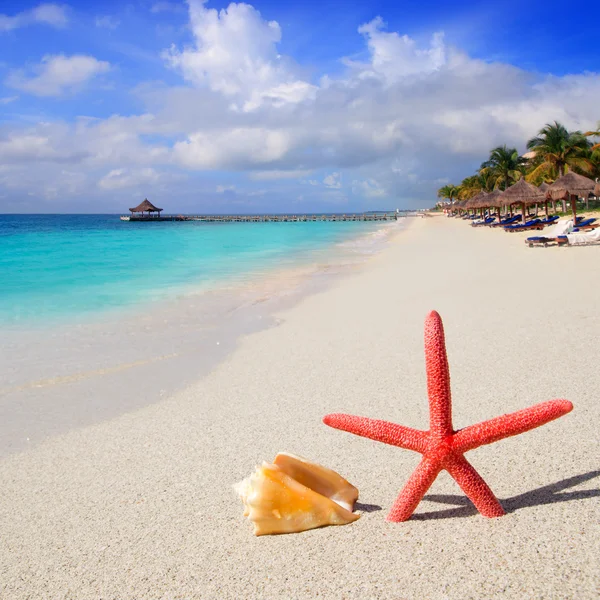 Παραλία αστερίες και το Θαλασσινό κοχύλι σε λευκή άμμο — Φωτογραφία Αρχείου