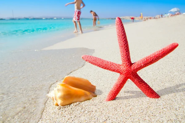 Пляжна морська зірка і черепашка на білому піску — стокове фото