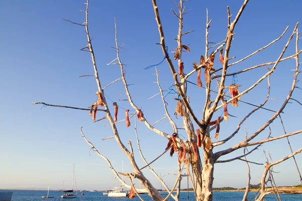 Ar seco peixe na árvore ao ar livre Mediterrâneo — Fotografia de Stock