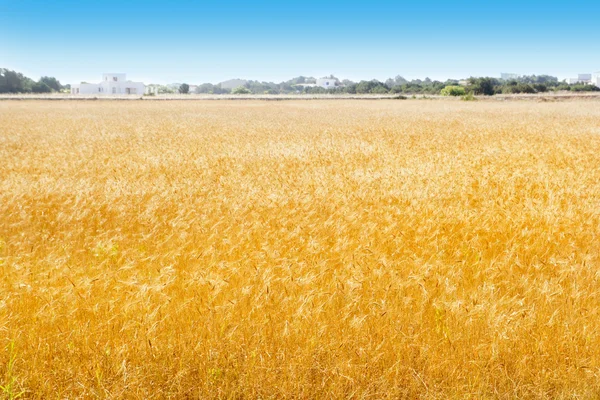 Formentera Weizenfelder auf den Balearen — Stockfoto