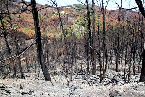 Ibiza after fire in May 2011 black spring — Stock Photo, Image