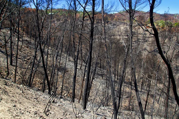 Ибица после пожара в мае 2011 года черная весна — стоковое фото