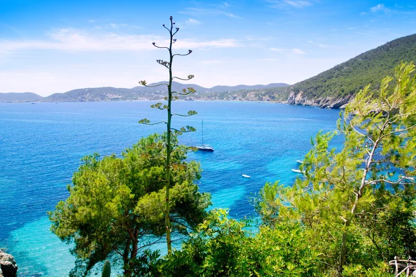 stock image Ibiza Cala de Sant Vicent caleta de san vicente