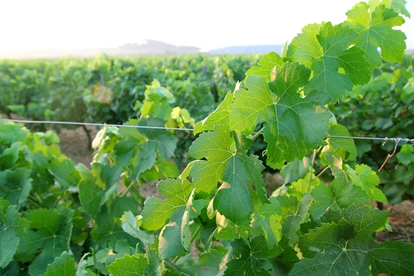 Зеленый виноградник из средиземноморского винограда — стоковое фото