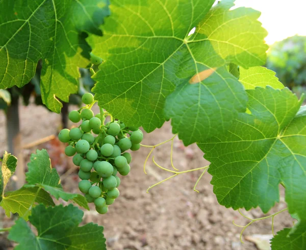 Зеленый виноградник из средиземноморского винограда — стоковое фото