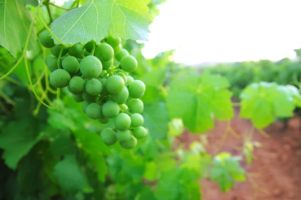 绿色葡萄柚葡萄园地中海葡萄 — 图库照片