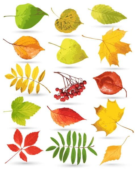 Колекція листя . — стоковий вектор