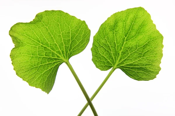 Wasabi leaf — Stock Photo, Image