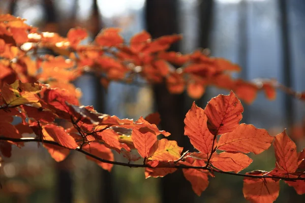 stock image Colors of fall