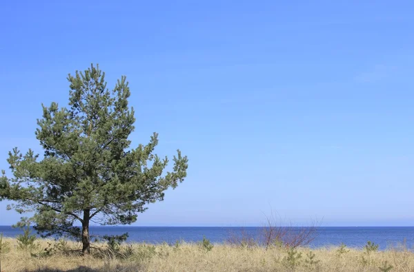 Pine on the coast — Stock Photo, Image