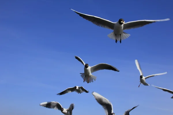 stock image Sea gulls