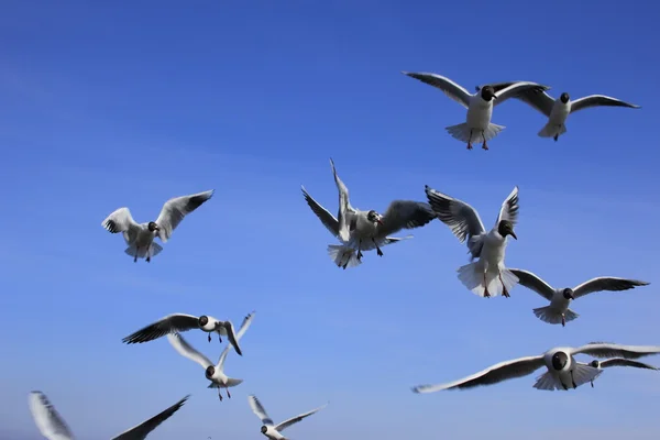 stock image Sea gulls