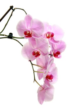 Orchid on White clipart